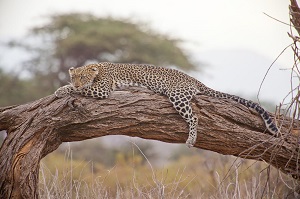 7-Day Classic Kenya Safari & Beach Experience