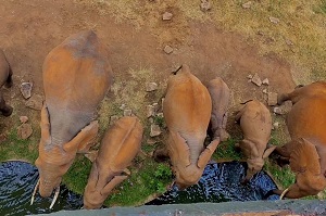 7-Day Classic Kenya Safari & Beach Experience